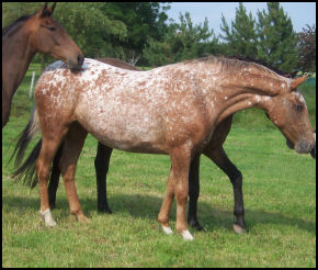 Blacklaw Freya Knabstrupper filly